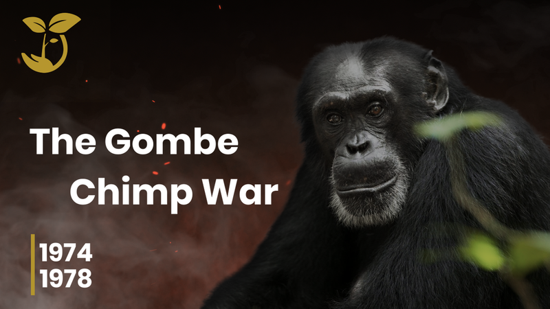 Unveiling the Secrets of the Gombe Chimpanzee War: Exploring Primate Conflict and Behavior